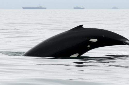 Die leise Wende des norwegischen Wals: Was bedeutet die Bitcoin-Strategie des weltgrößten Staatsfonds für die Zukunft der Finanzen?